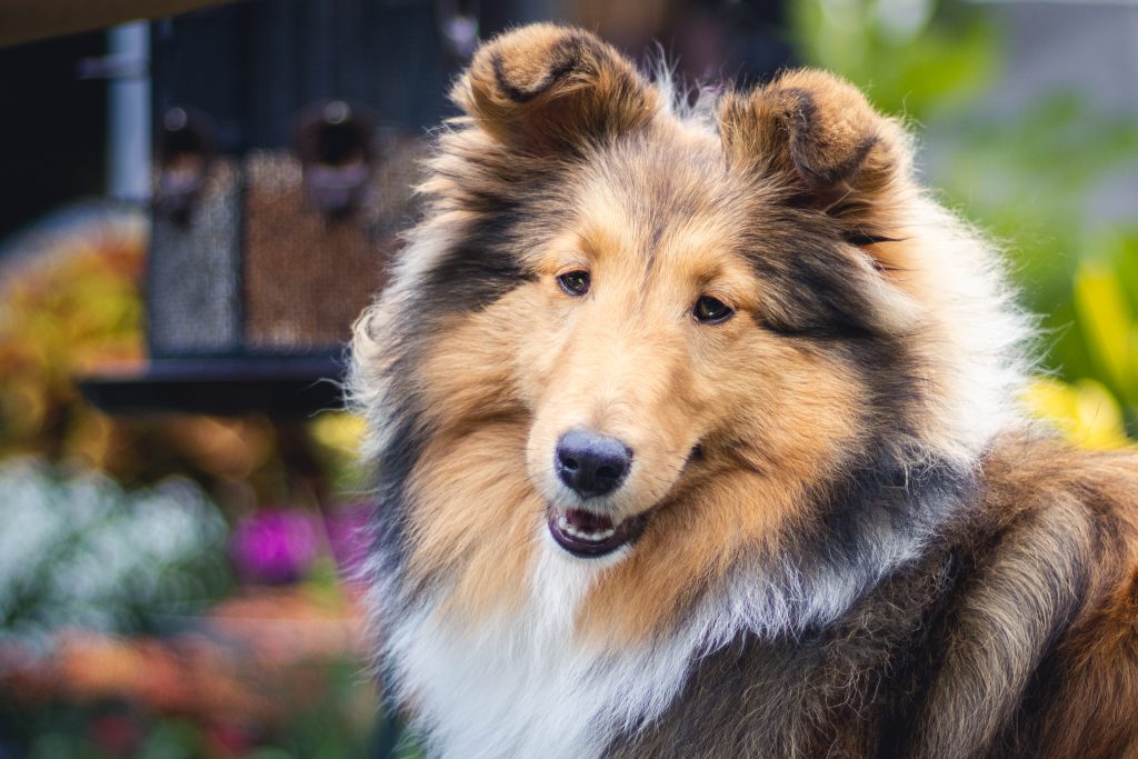 Shetland Sheepdog - GrandGables Quite Imposing