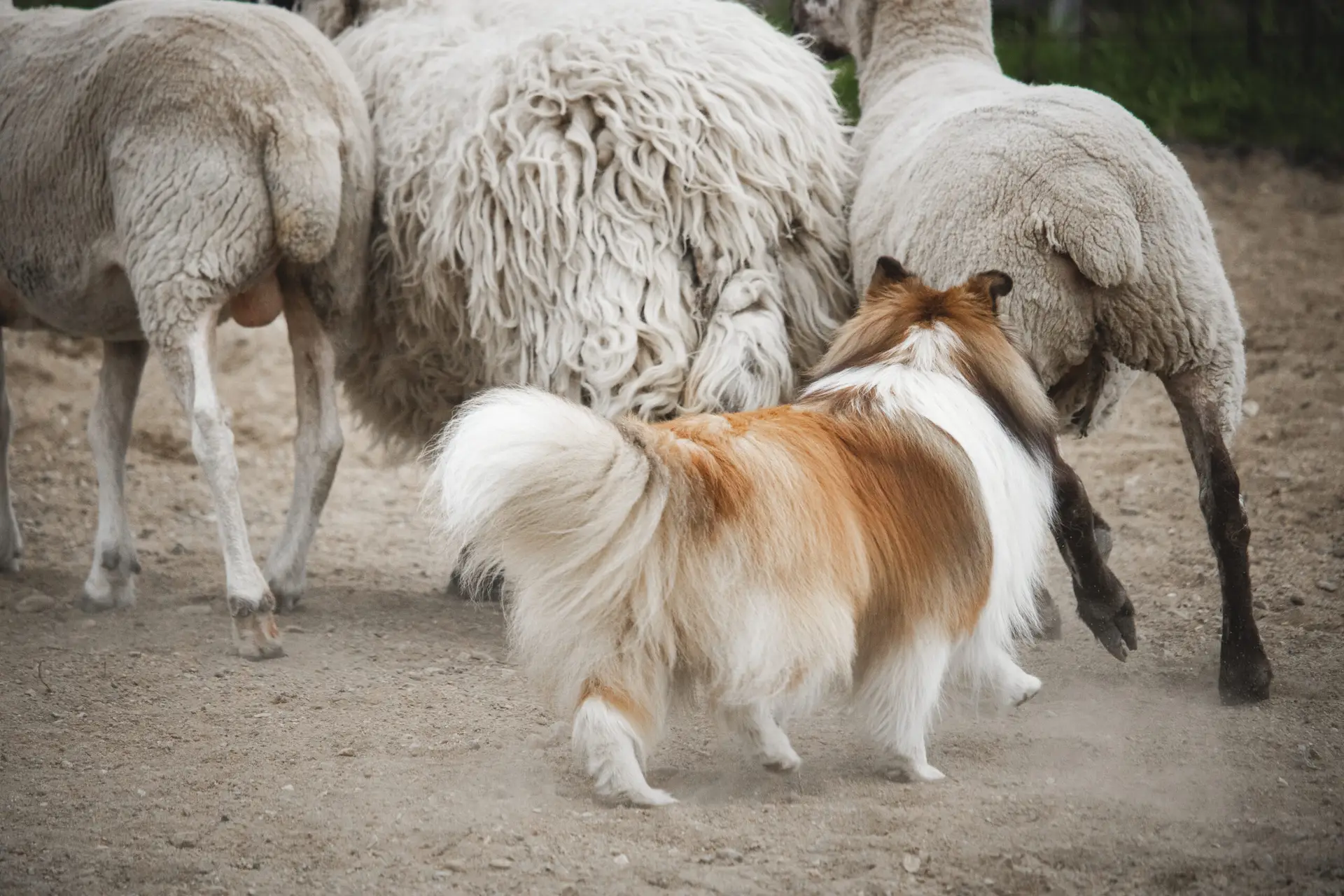 Luka – Herding instincts test at Bergerie Loup Blanc