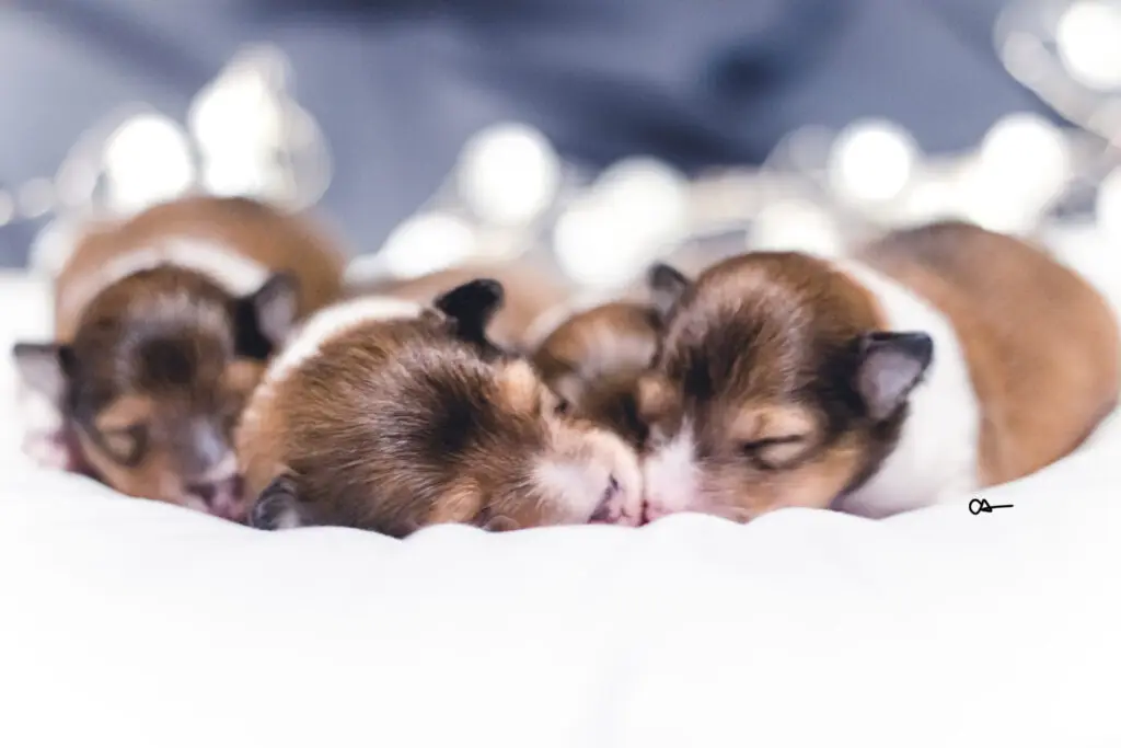 Litter A Sheltie Puppies